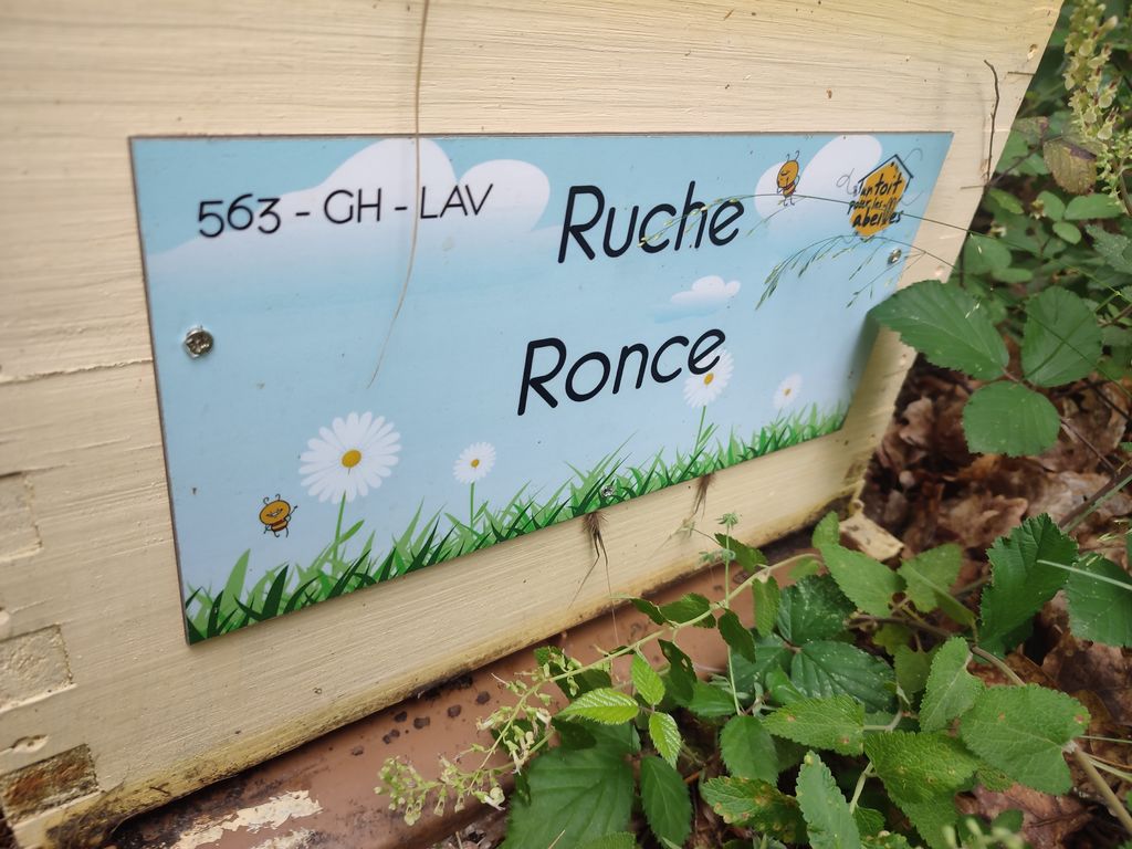 La ruche Ronce