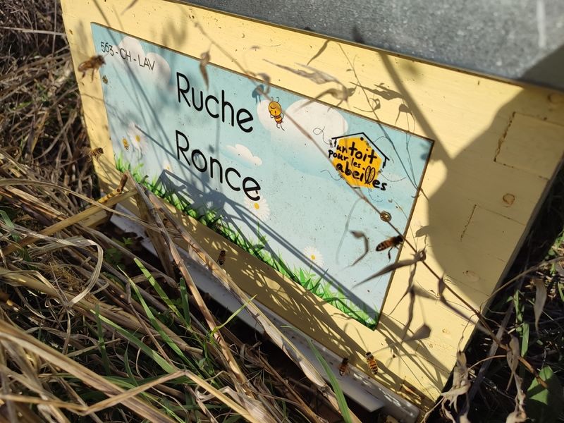 La ruche Ronce