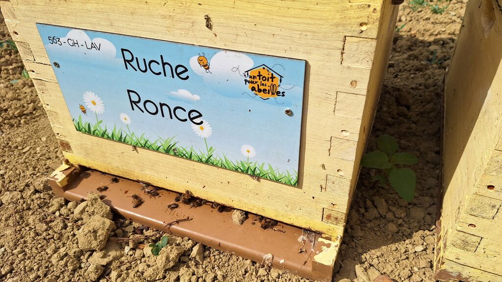 La ruche Ronce