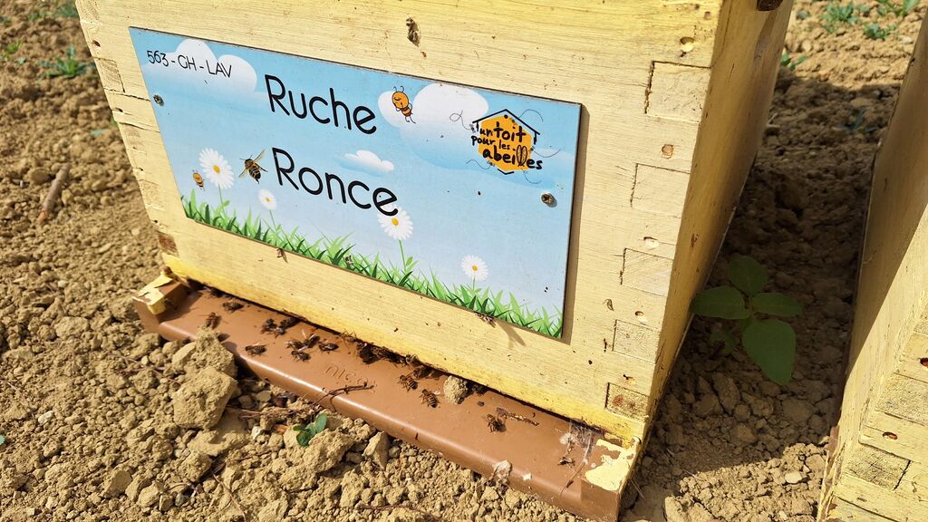 La ruche Ronce