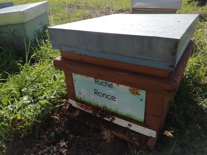 La ruche Ronce
