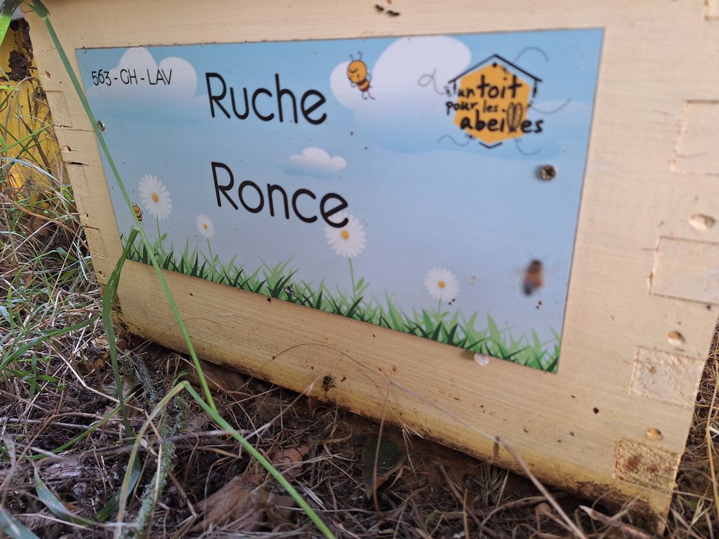 La ruche Ronce
