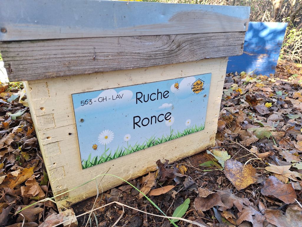 La ruche Ronce