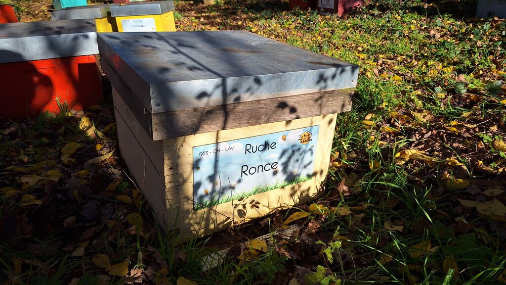 La ruche Ronce