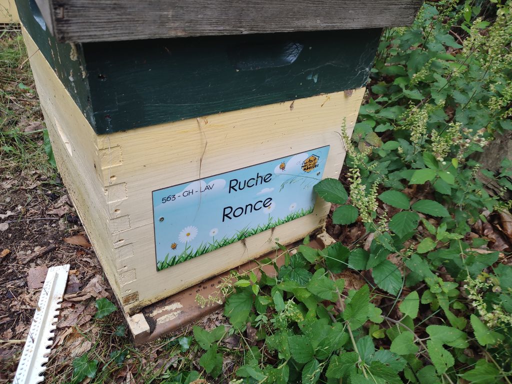 La ruche Ronce