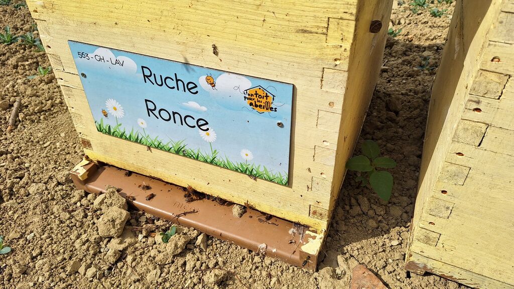 La ruche Ronce