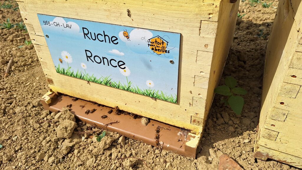 La ruche Ronce