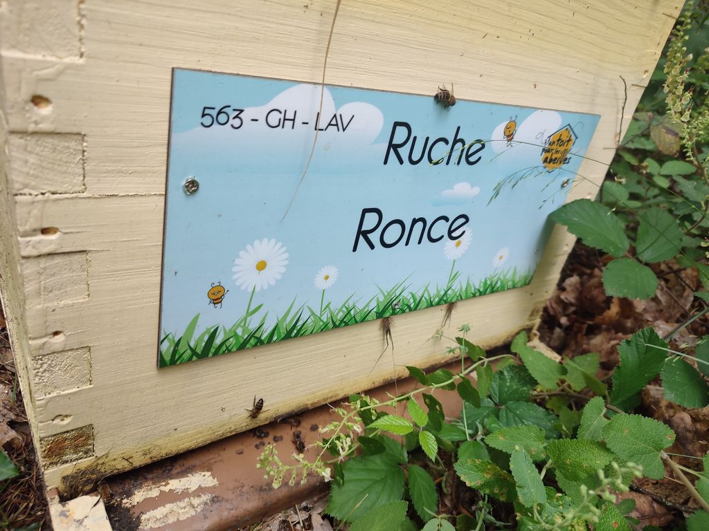 La ruche Ronce