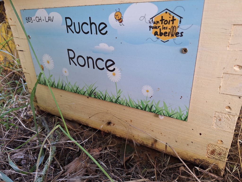 La ruche Ronce