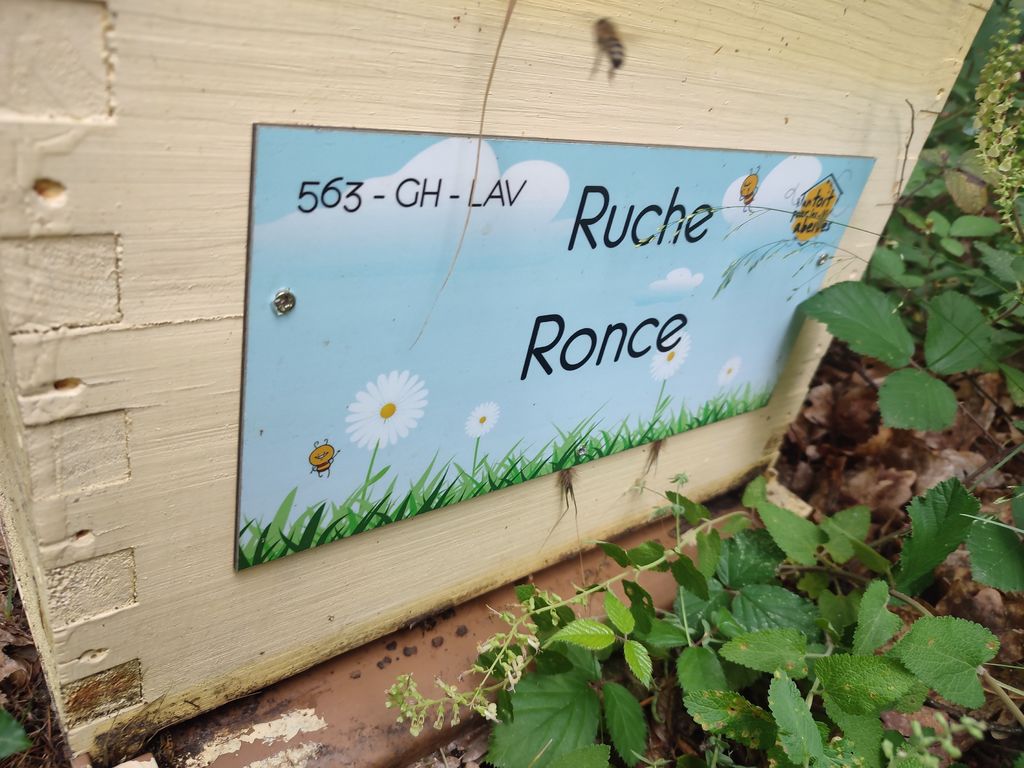 La ruche Ronce