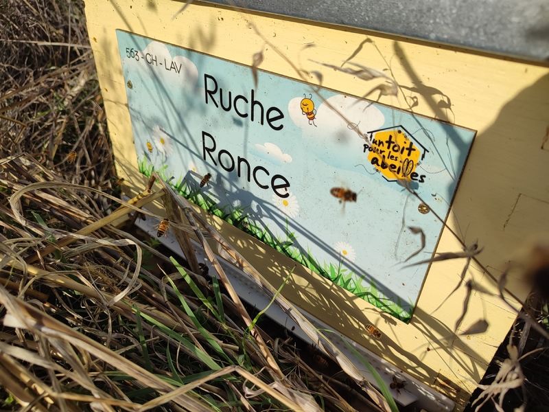 La ruche Ronce