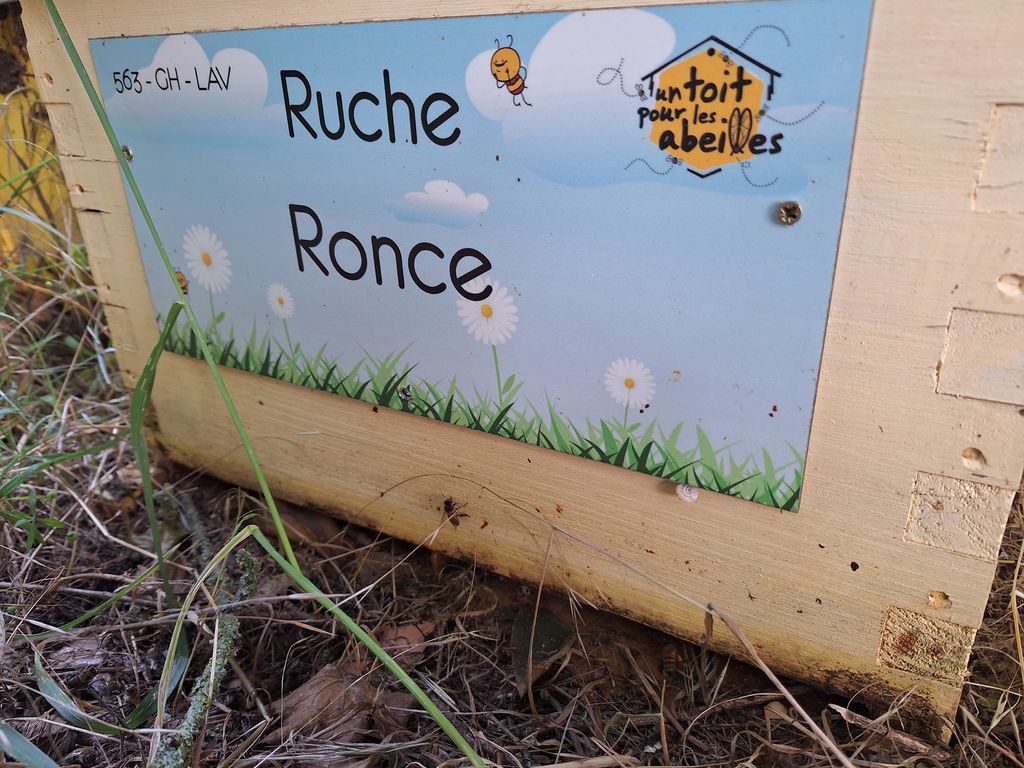 La ruche Ronce