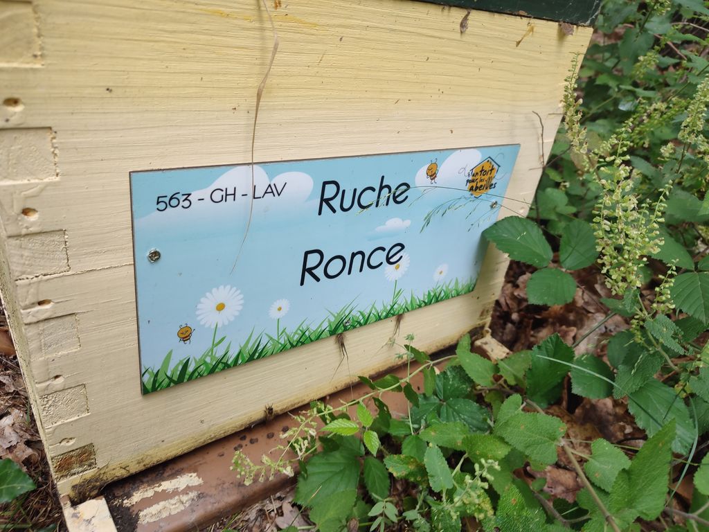 La ruche Ronce