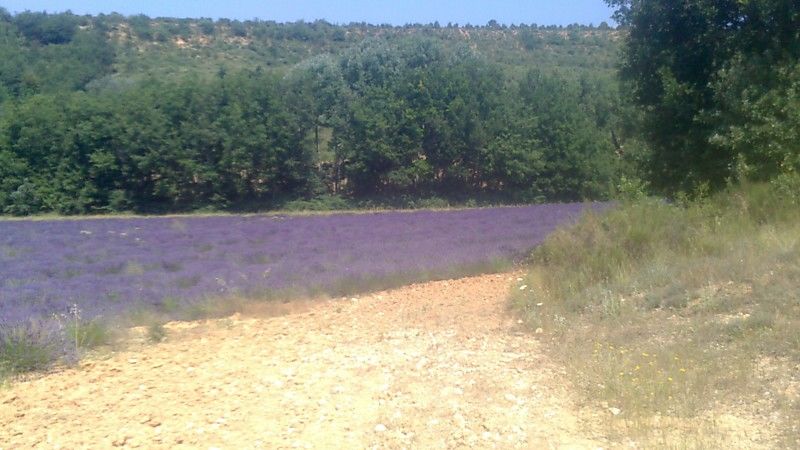 La ruche