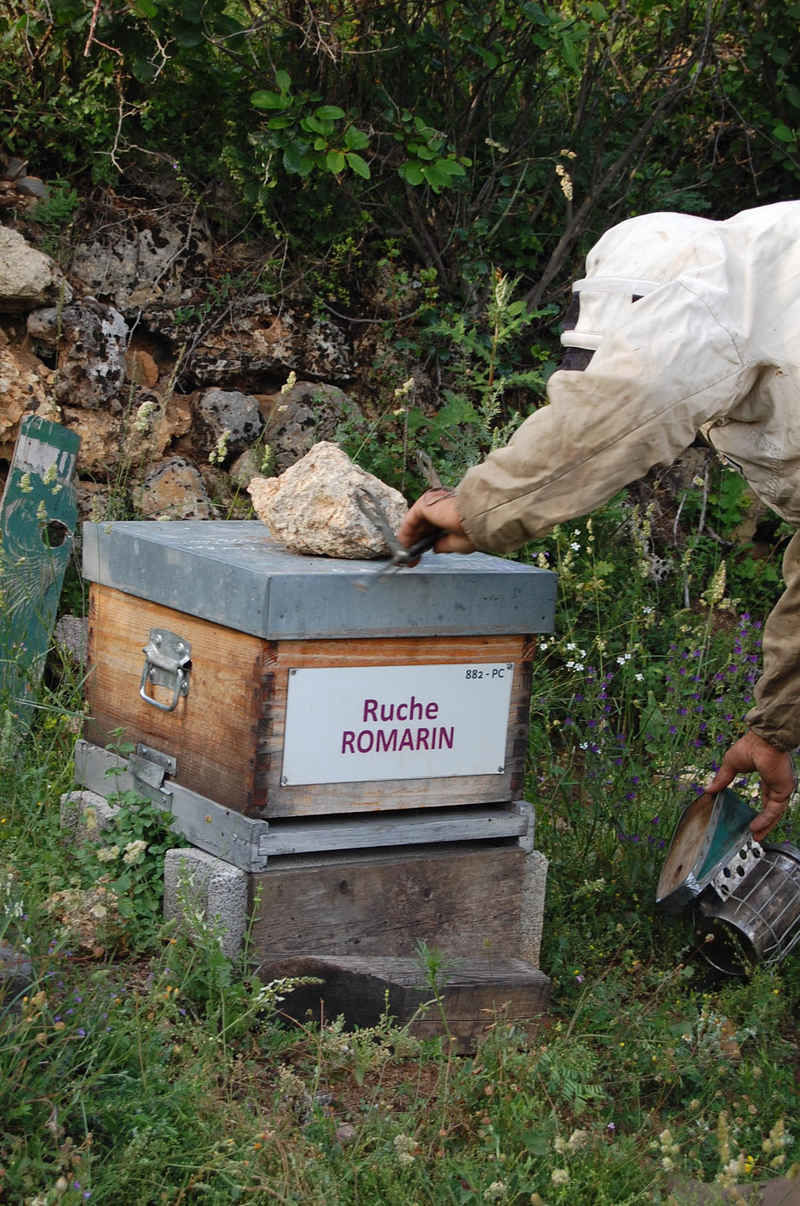 La ruche Romarin
