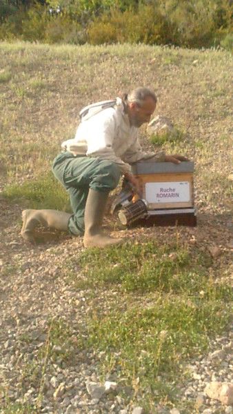 La ruche Romarin