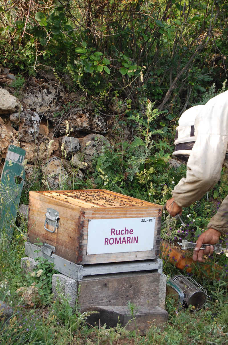 La ruche Romarin