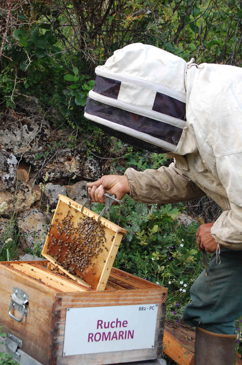 La ruche Romarin