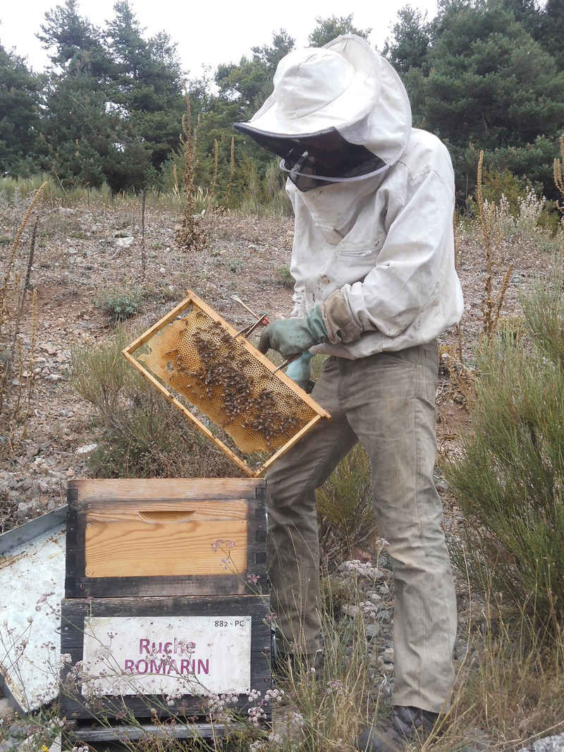 La ruche Romarin
