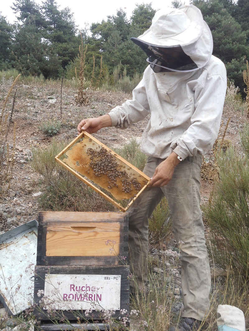 La ruche Romarin