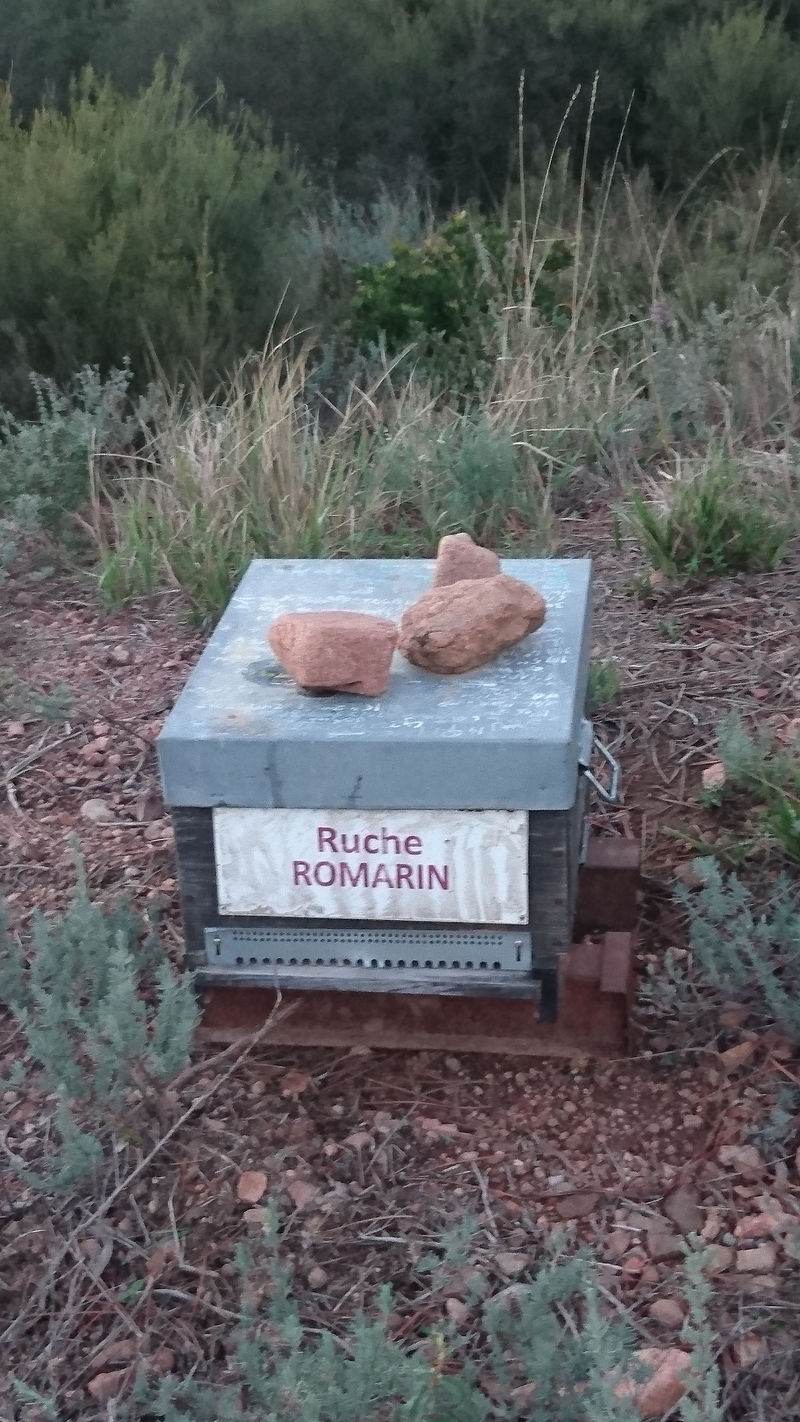 La ruche Romarin