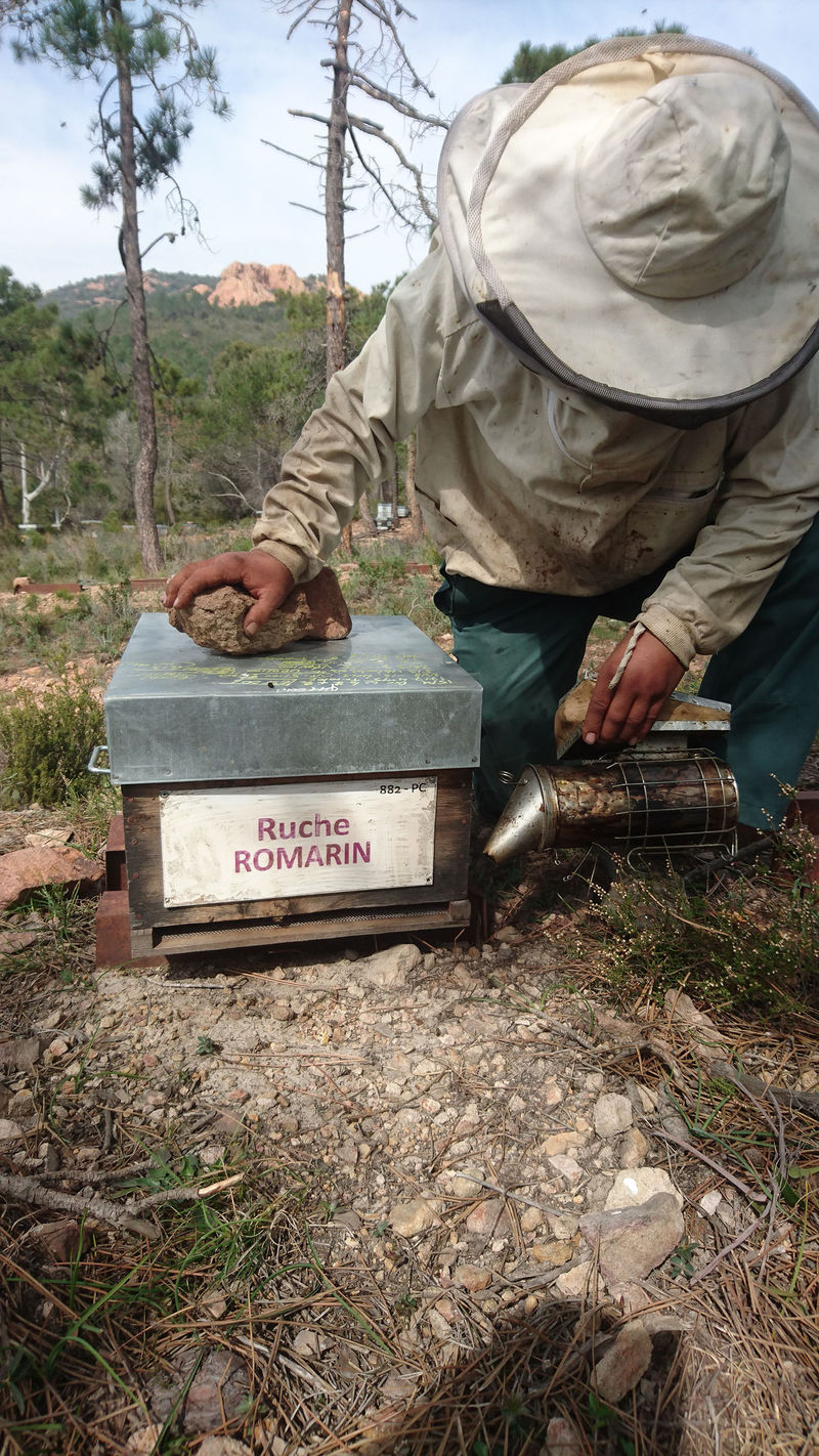 La ruche Romarin