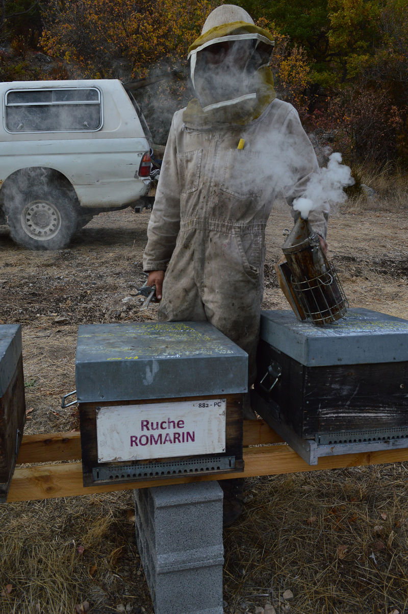 La ruche Romarin