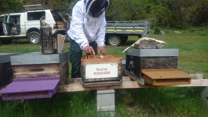 La ruche Romarin