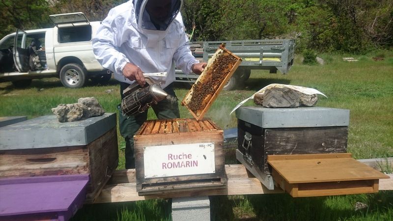 La ruche Romarin