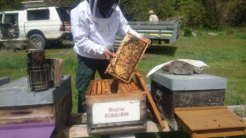La ruche Romarin