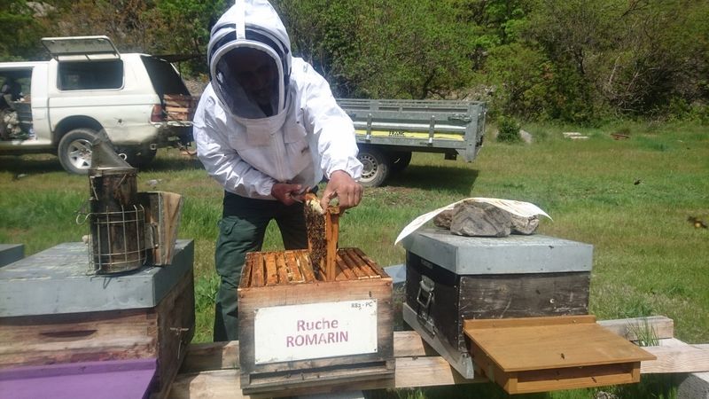 La ruche Romarin