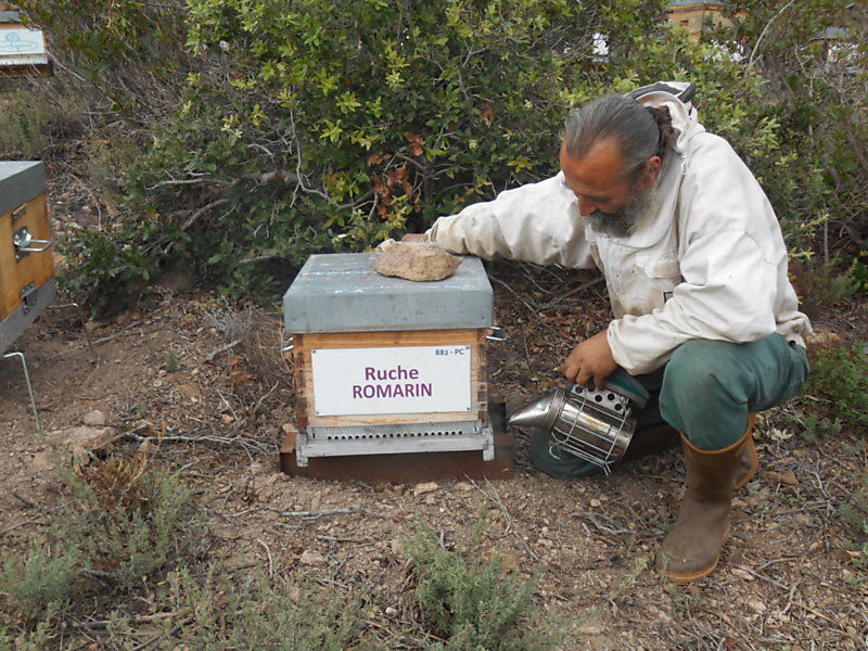 La ruche Romarin