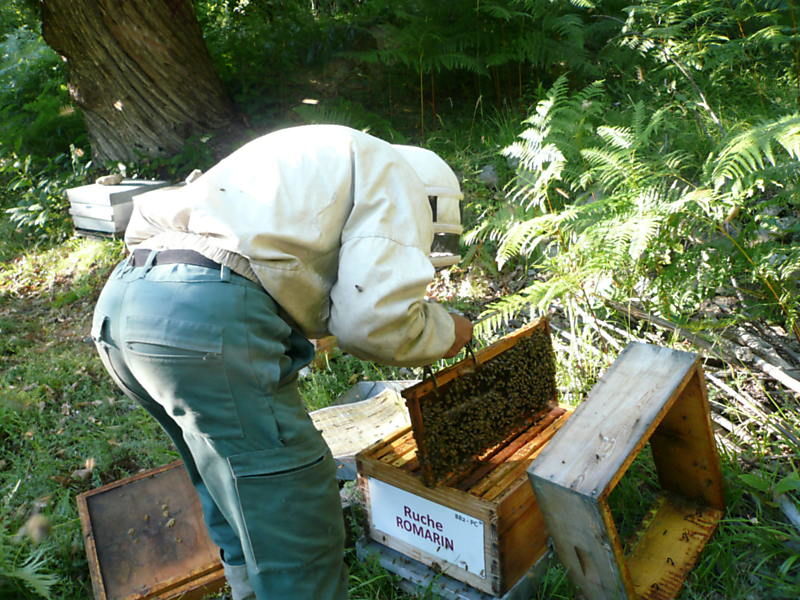 La ruche Romarin