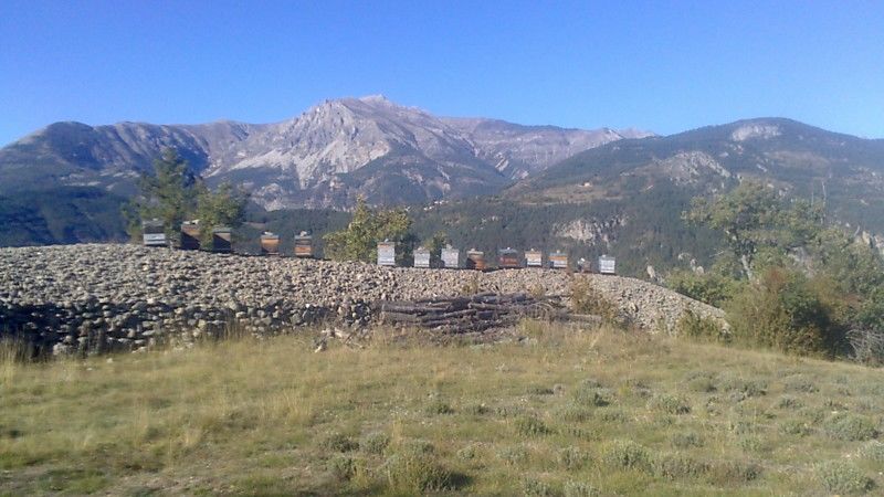 La ruche Romarin
