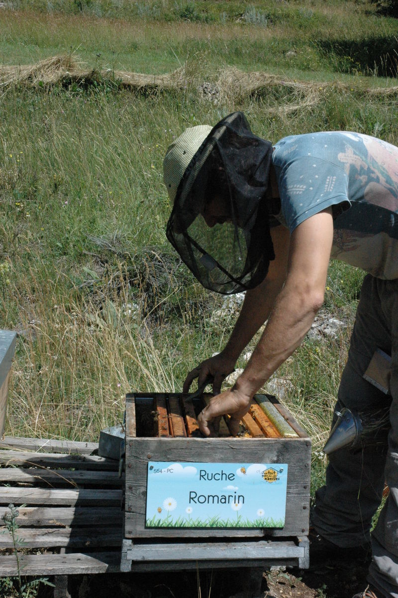 La ruche Romarin