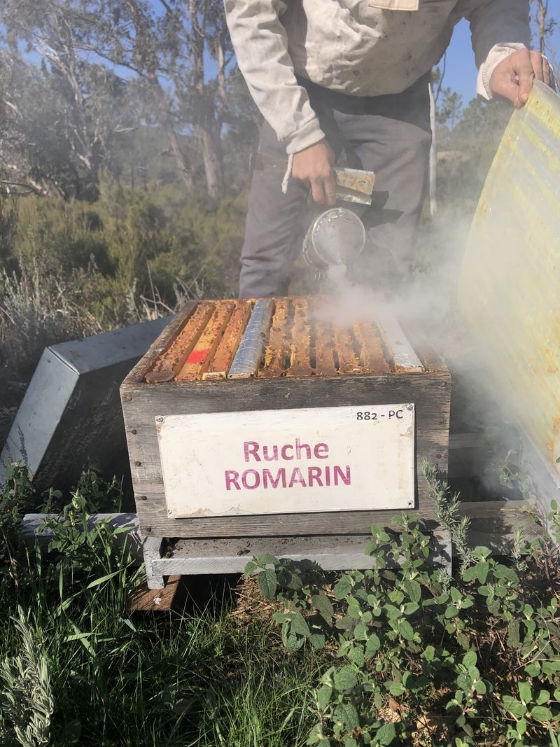 La ruche Romarin
