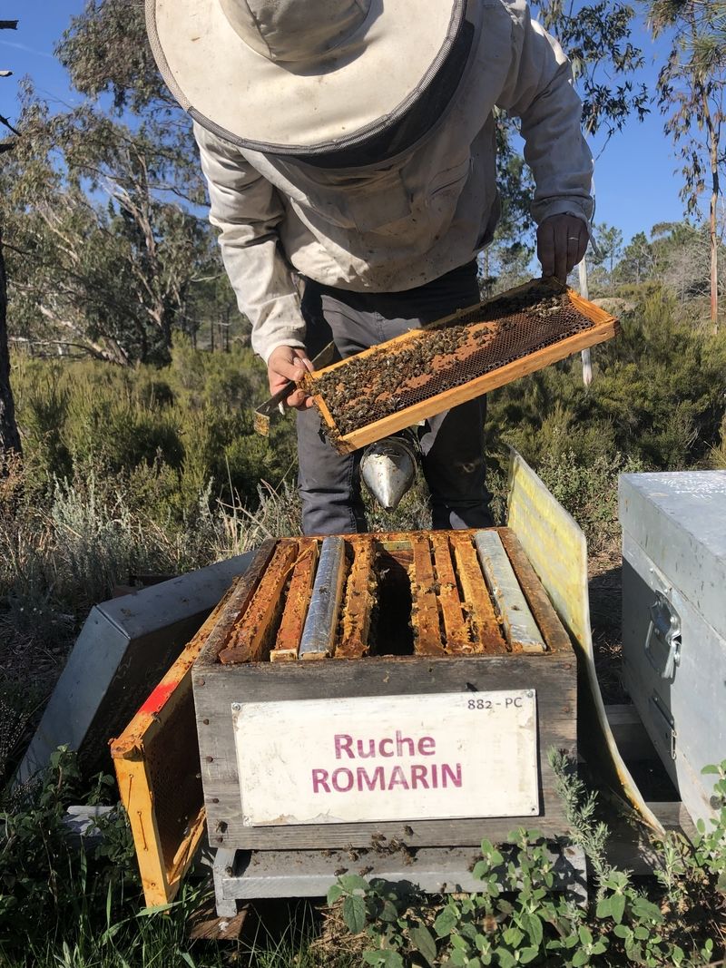 La ruche Romarin