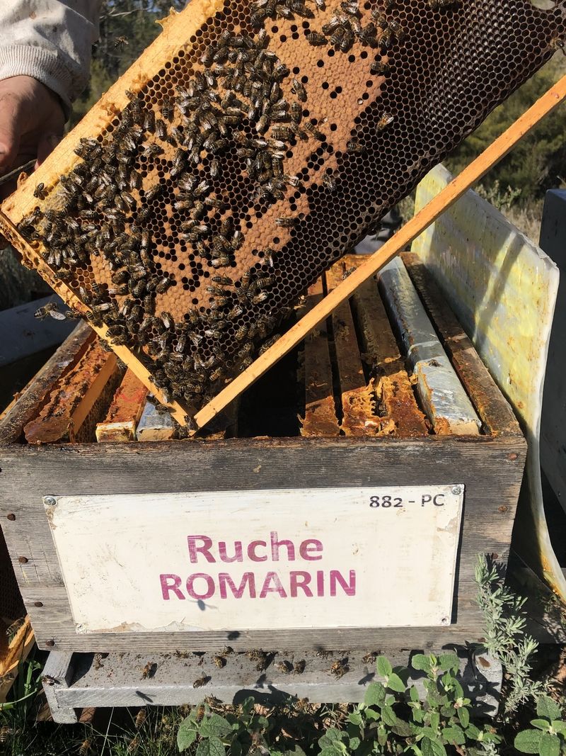 La ruche Romarin
