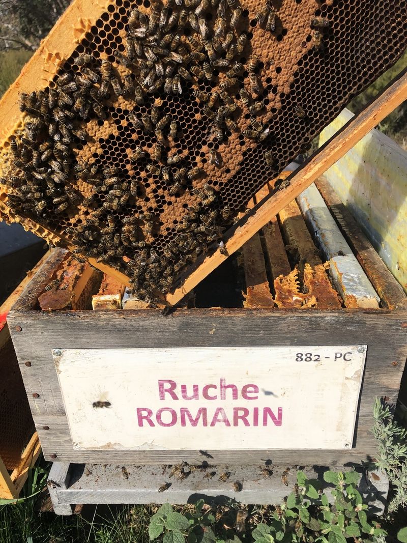 La ruche Romarin