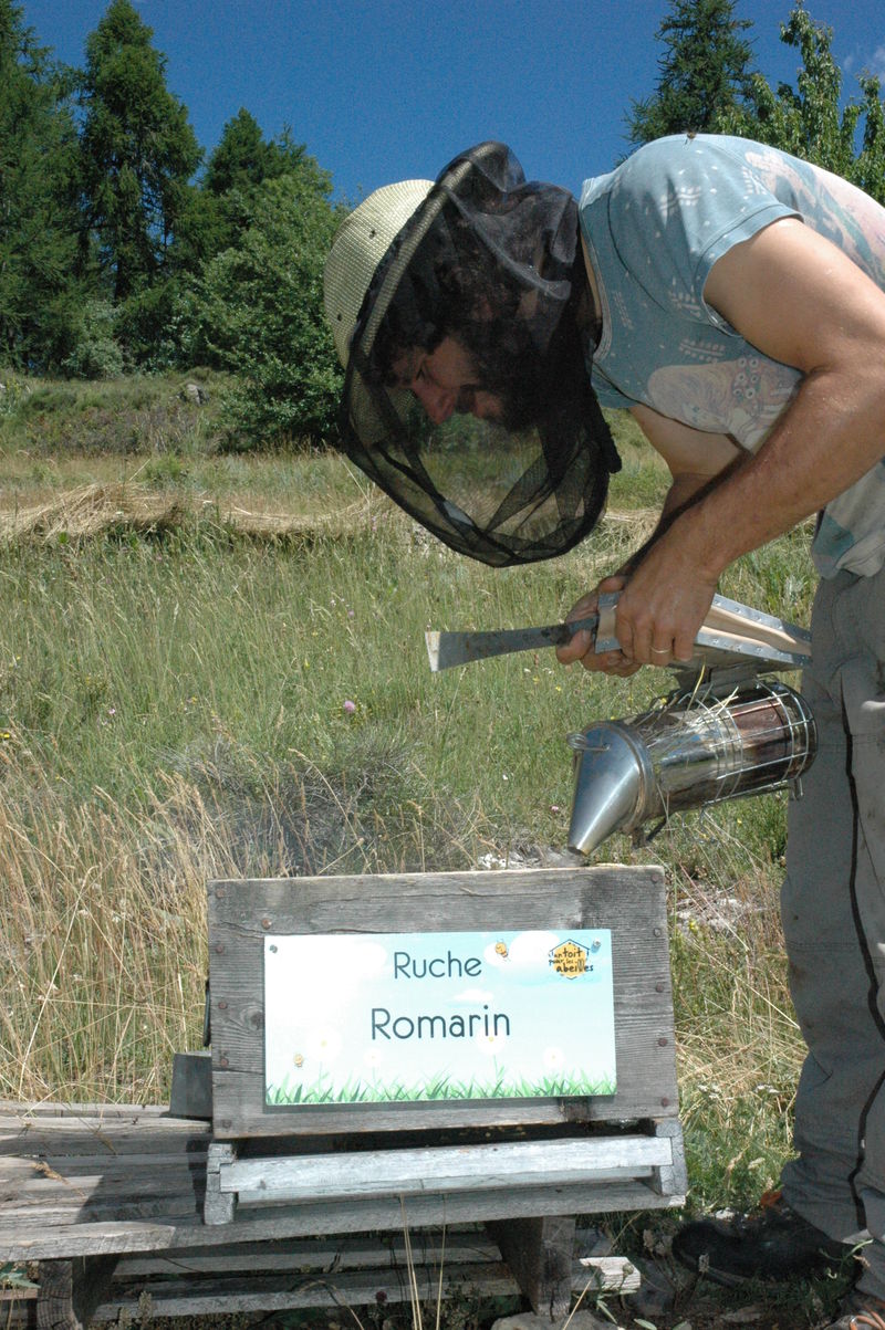 La ruche Romarin