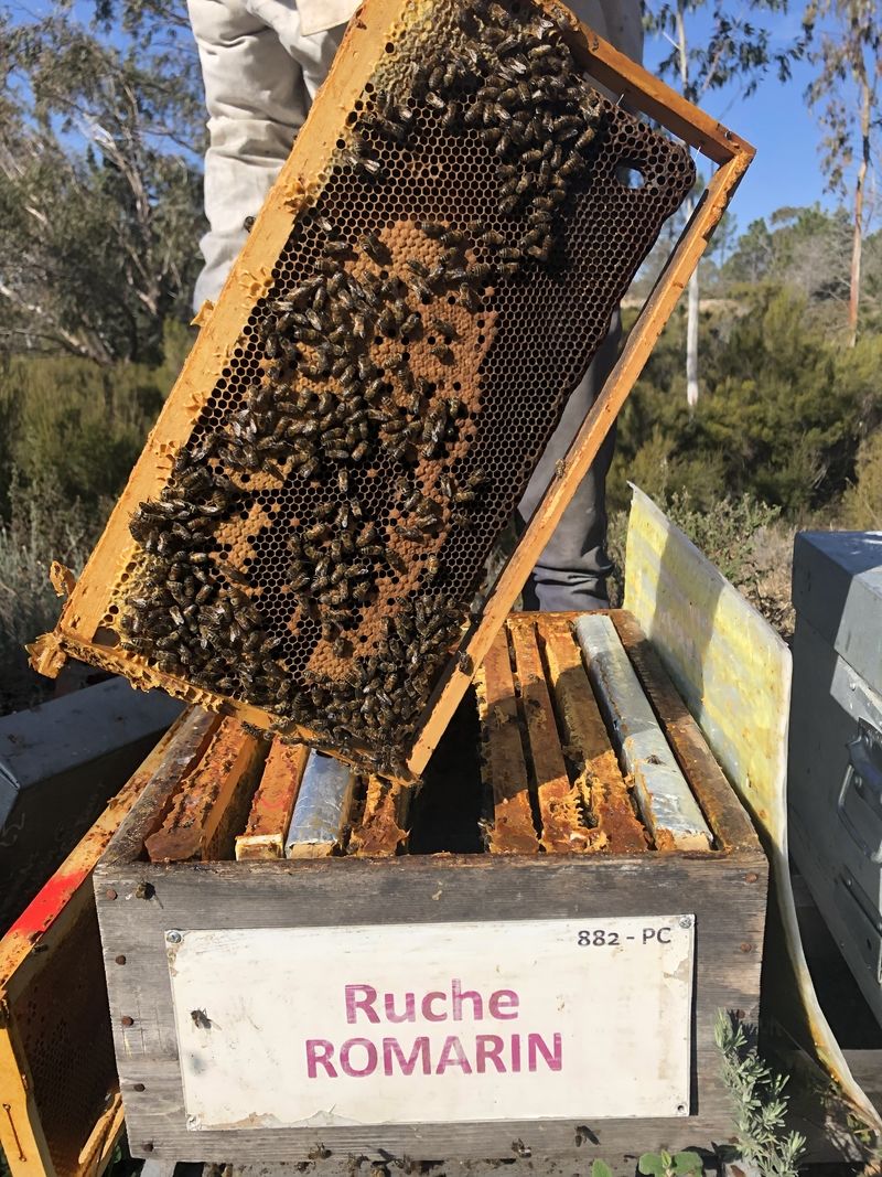 La ruche Romarin