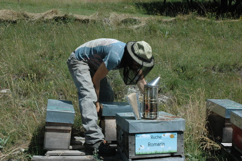 La ruche Romarin