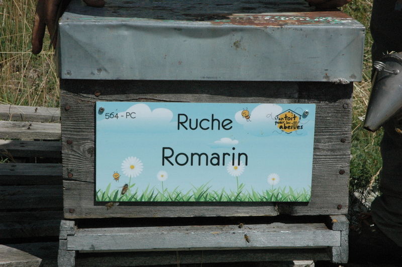 La ruche Romarin