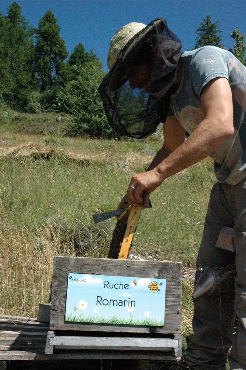 La ruche Romarin