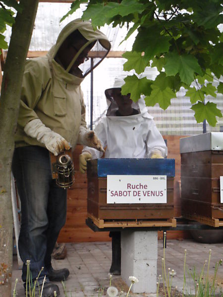 La ruche Sabot de venus