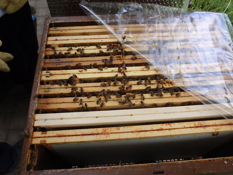 La ruche Sabot de venus