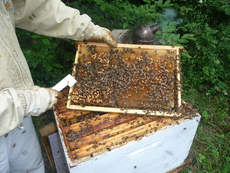 La ruche Sabot de venus