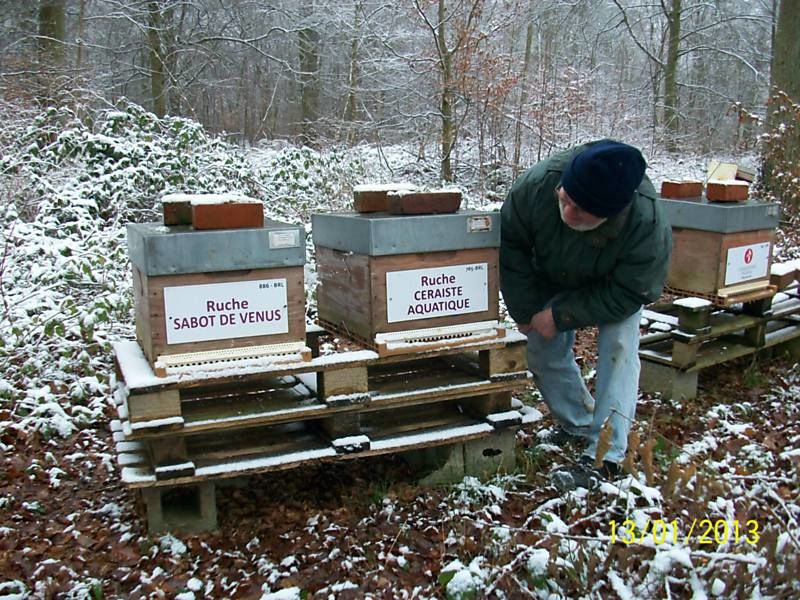 La ruche Sabot de venus