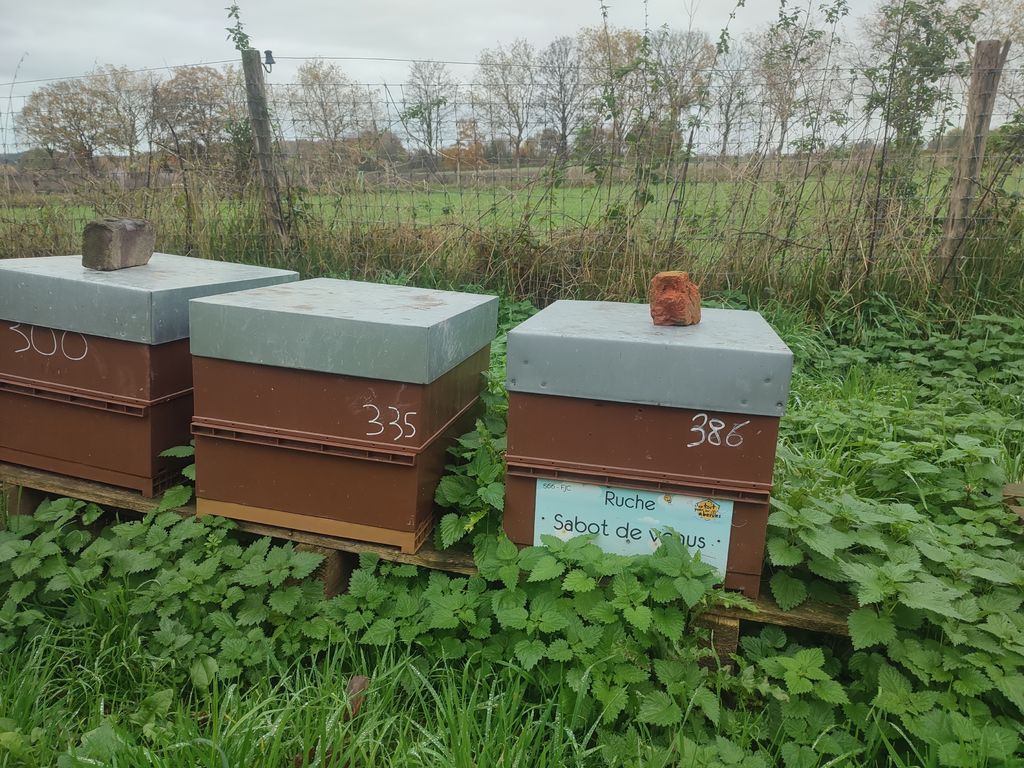 La ruche Sabot de venus