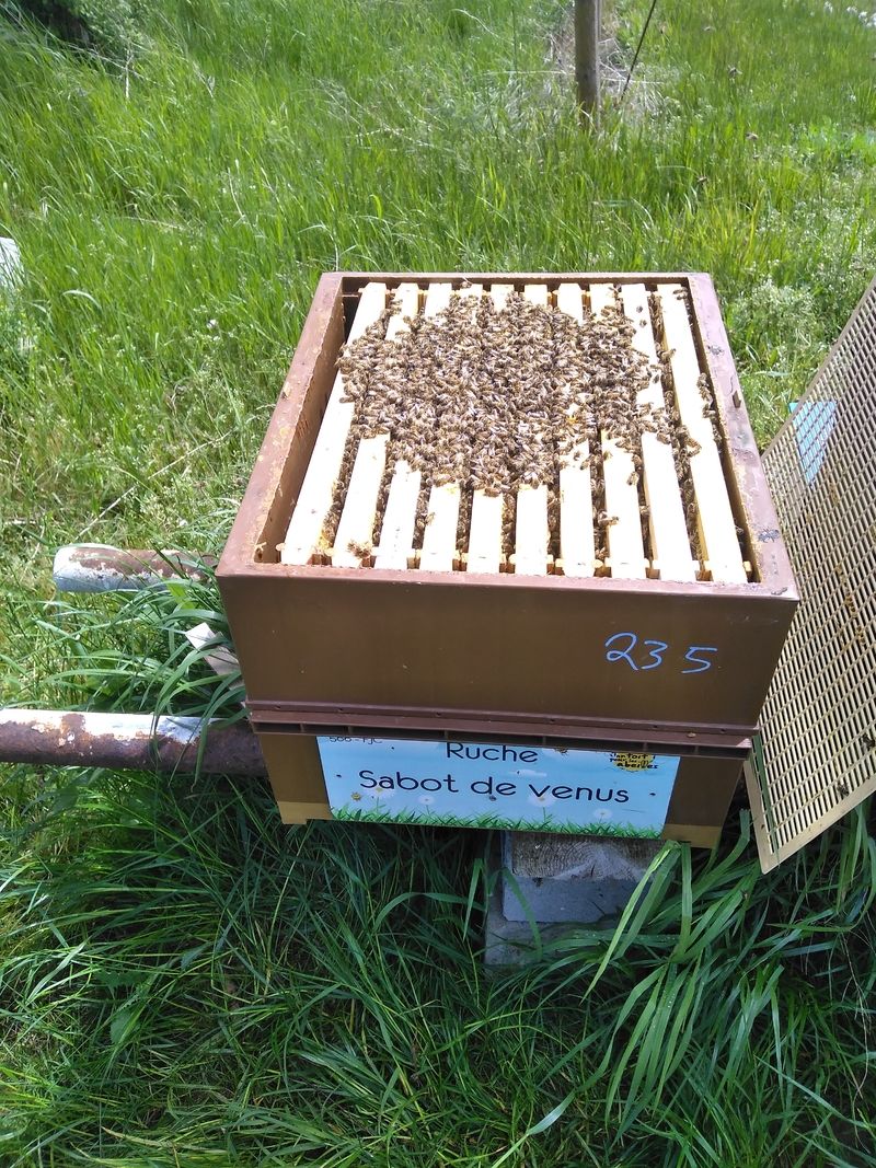 La ruche Sabot de venus